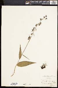 Epipactis atrorubens image