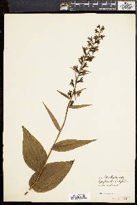 Epipactis helleborine image