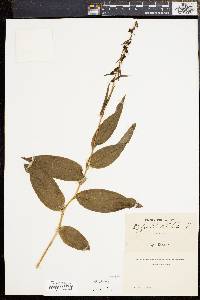 Epipactis helleborine image