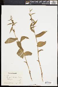 Epipactis helleborine image