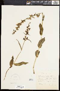 Epipactis helleborine image