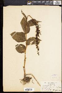 Epipactis helleborine image