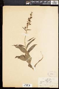 Epipactis helleborine image