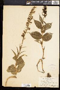 Epipactis helleborine image