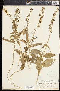 Epipactis helleborine image