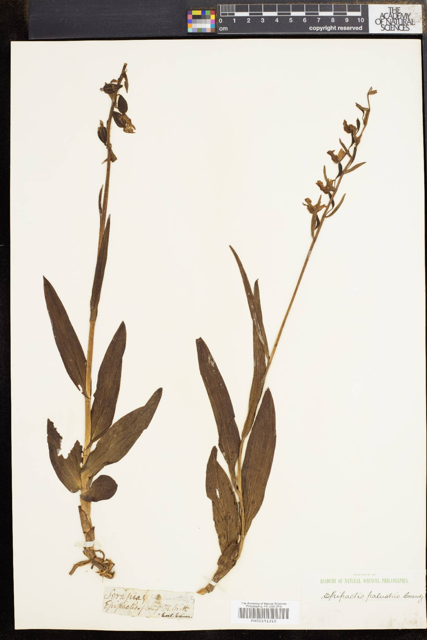 Epipactis palustris image