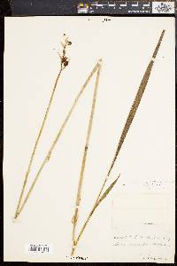 Eulophia ecristata image