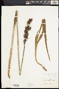 Eulophia ecristata image