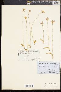 Glossodia major image