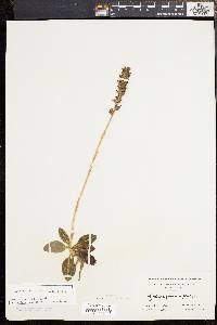 Goodyera pubescens image