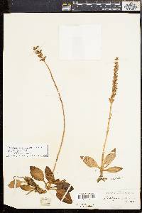 Goodyera pubescens image