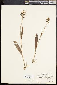 Platanthera clavellata image