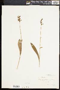 Platanthera clavellata image