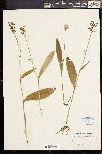 Platanthera clavellata image