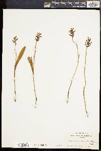 Platanthera clavellata image