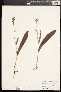 Platanthera clavellata image