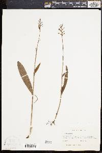 Platanthera clavellata image