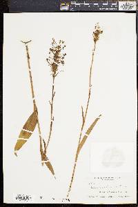 Platanthera ciliaris image