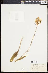 Platanthera ciliaris image