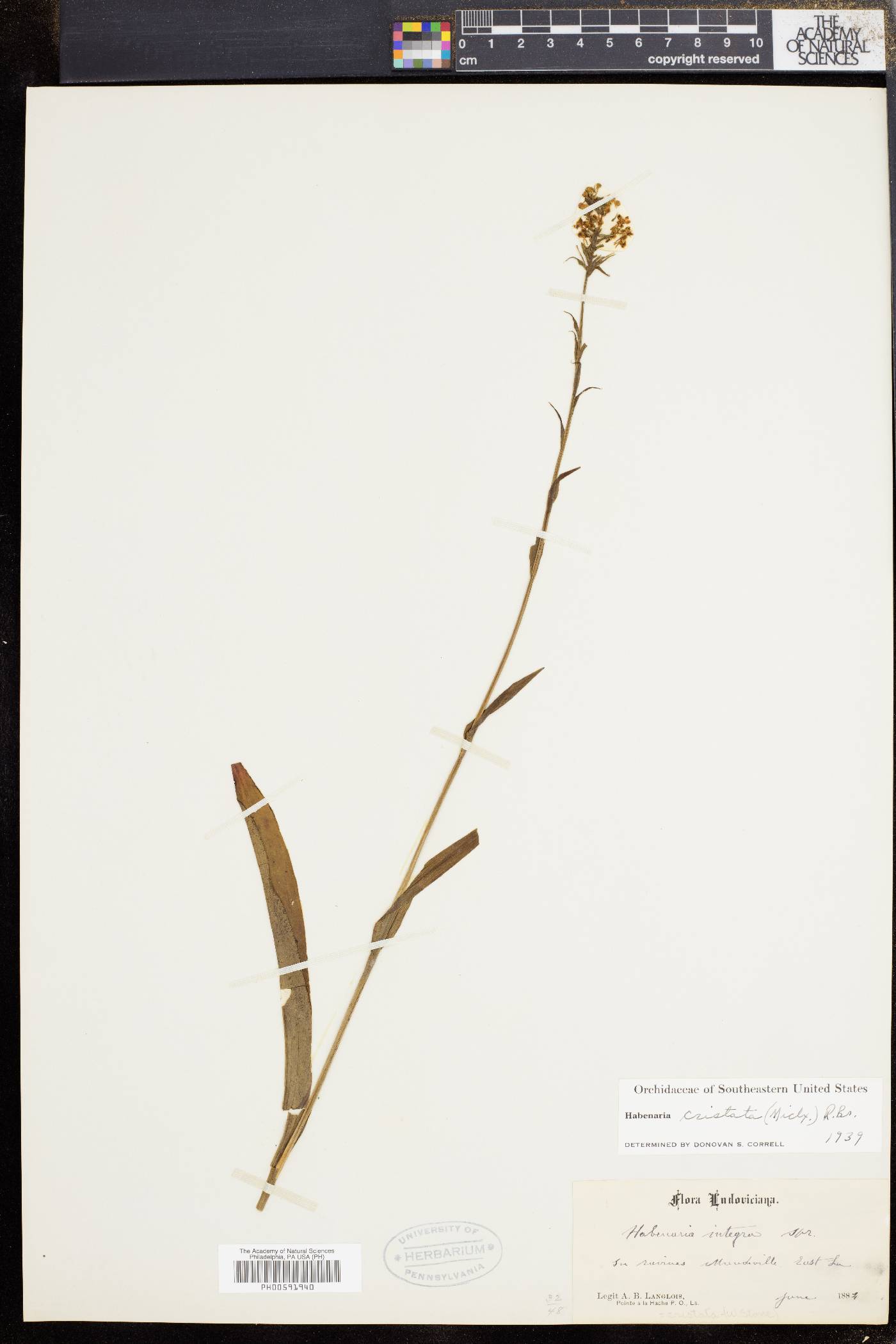 Platanthera cristata image