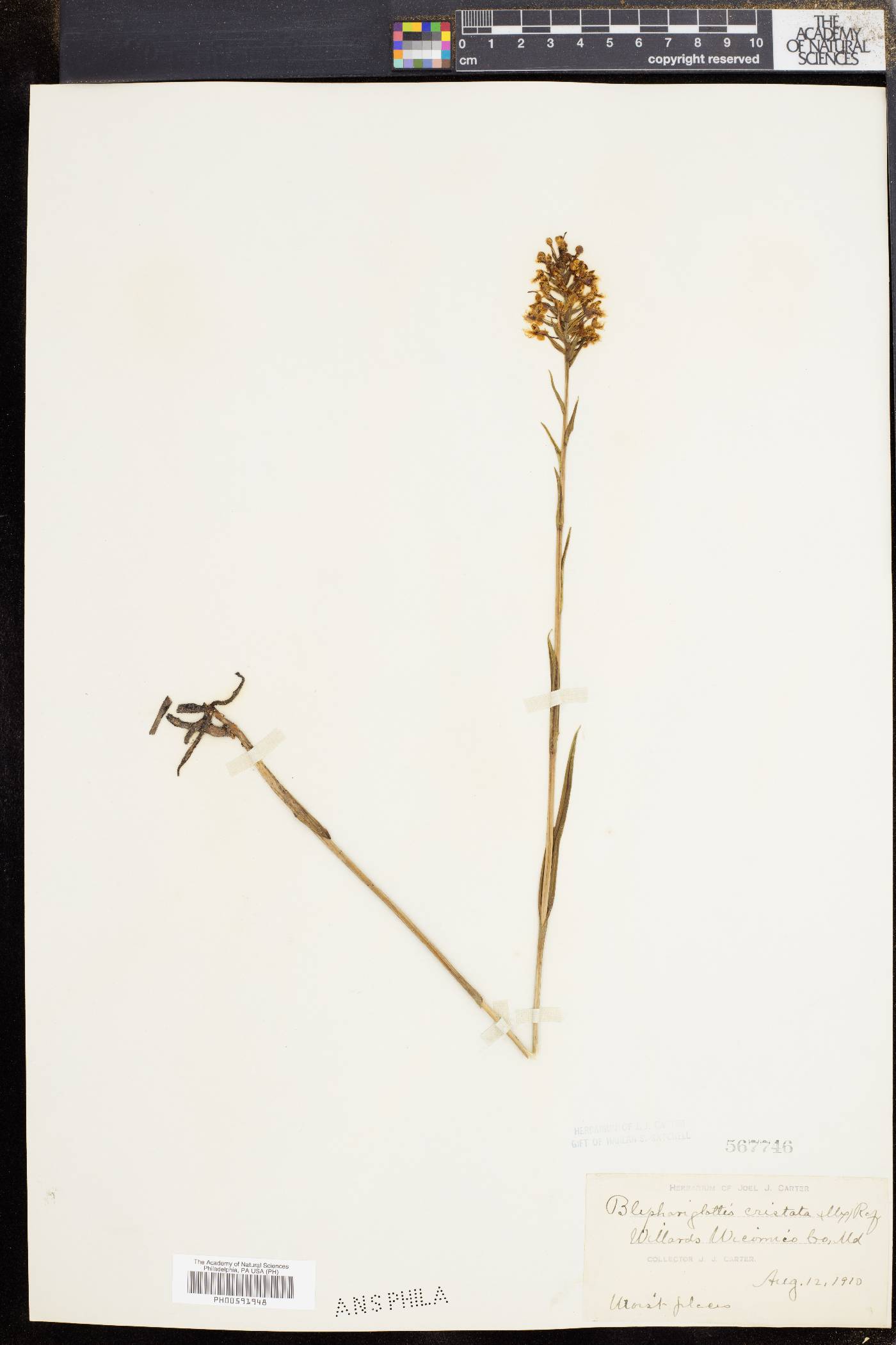 Platanthera cristata image