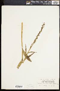 Habenaria convallariifolia image