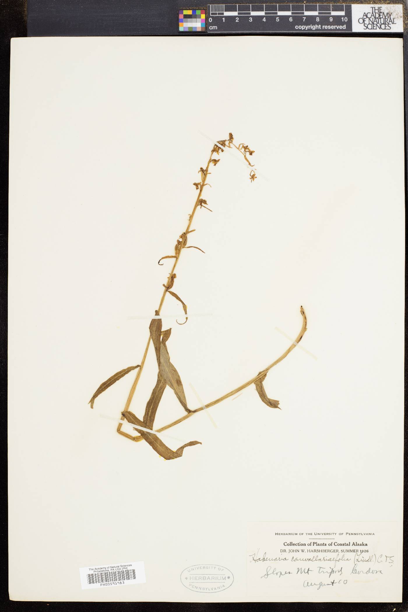 Habenaria convallariifolia image