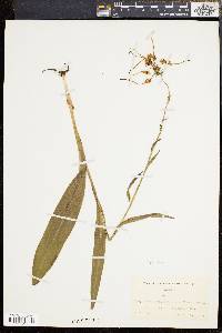 Platanthera blephariglottis image