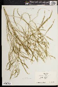 Asparagus officinalis image