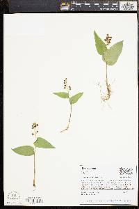 Maianthemum canadense image