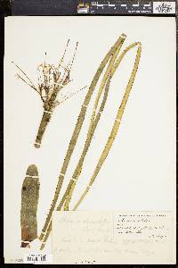 Media resource of Agave mitis