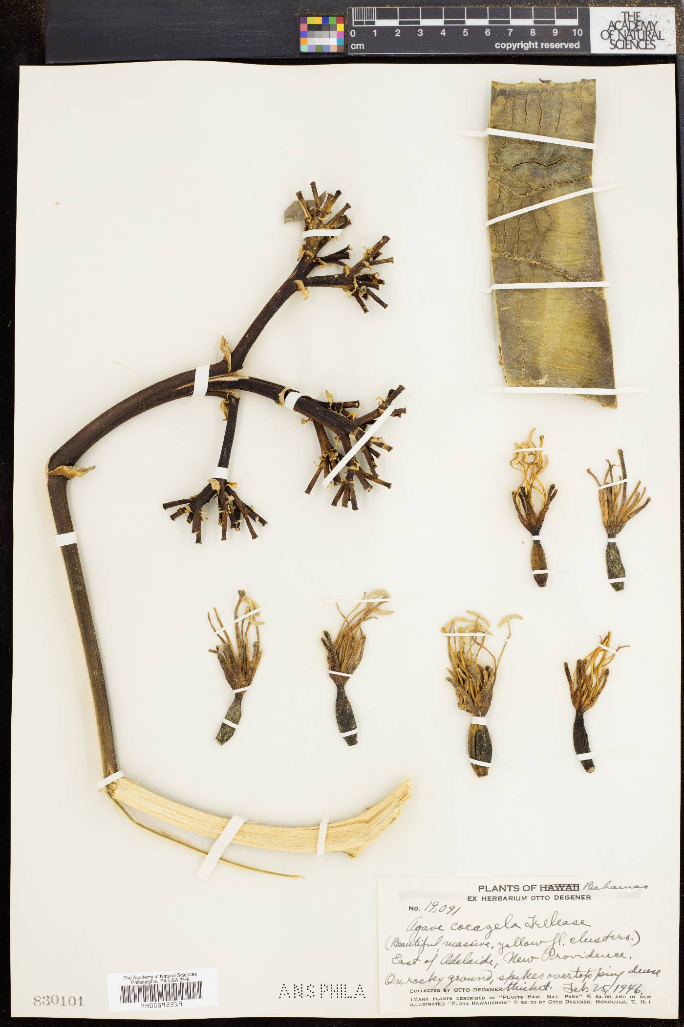 Agave cacozela image