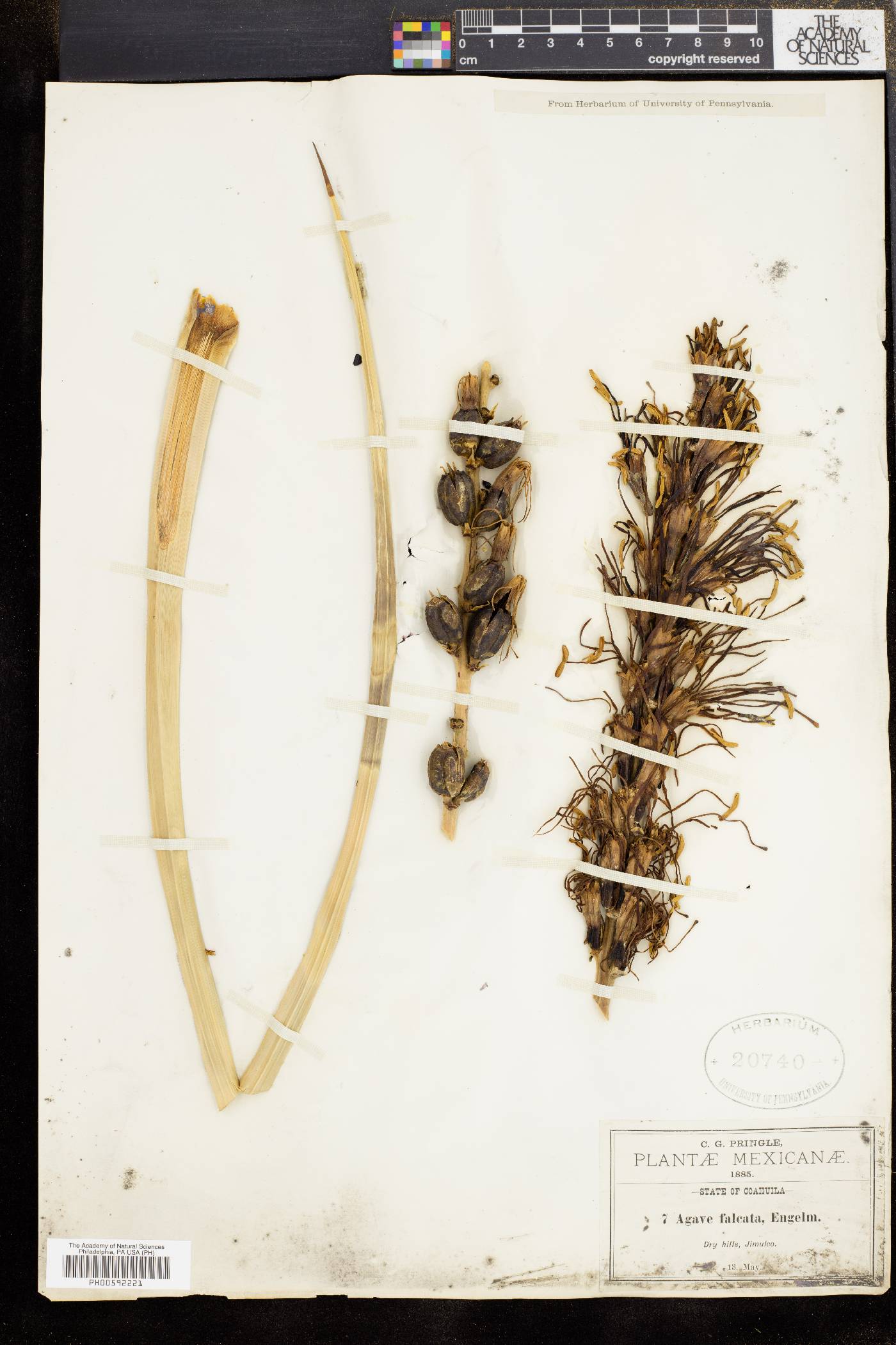 Agave falcata image