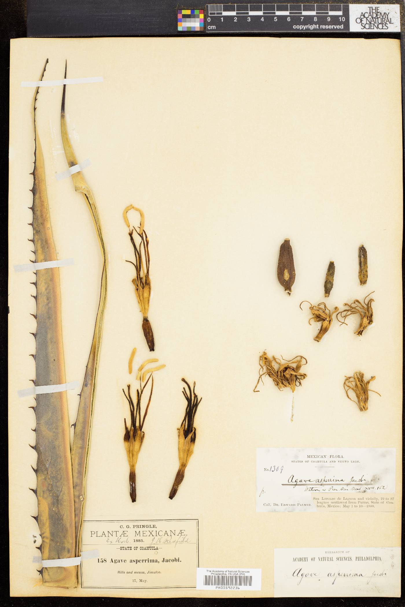 Agave asperrima image