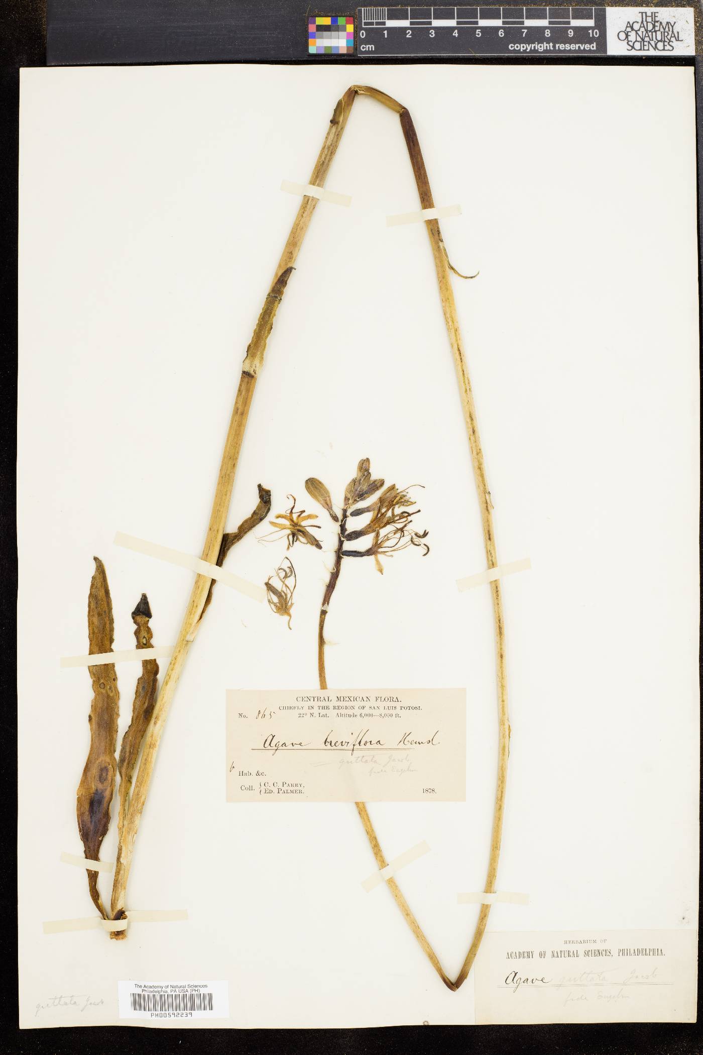 Agave guttata image