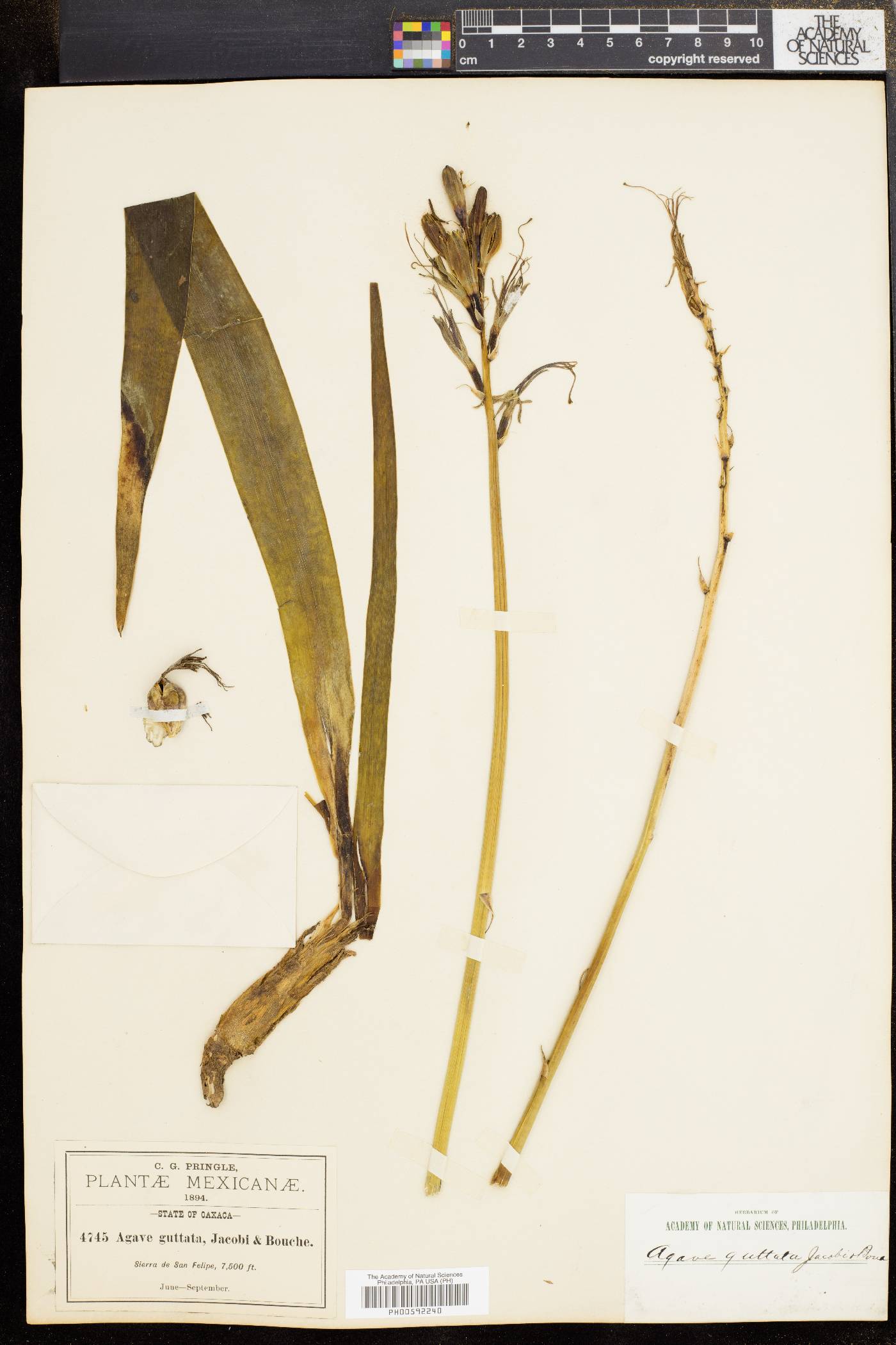 Agave guttata image