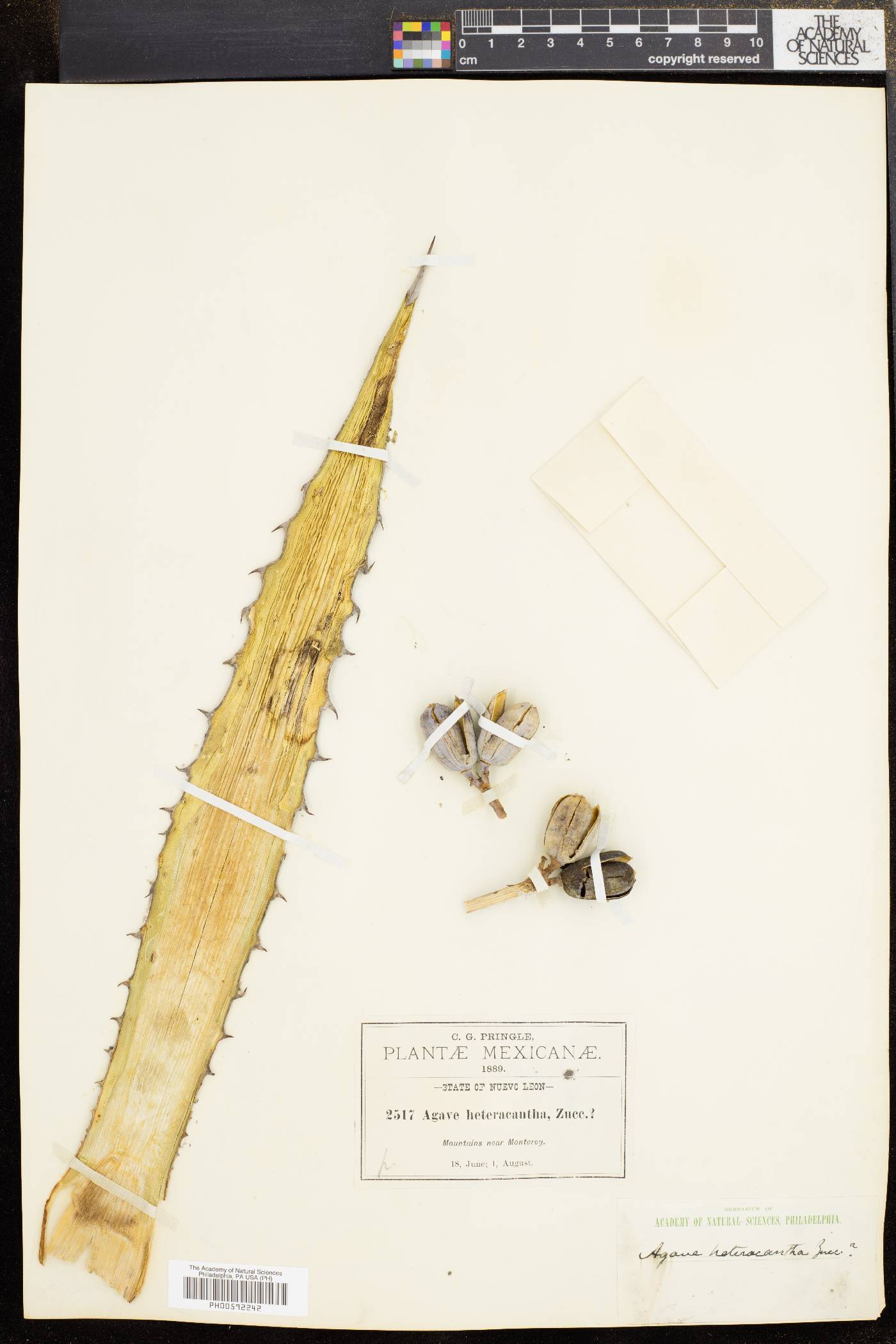 Agave univittata image