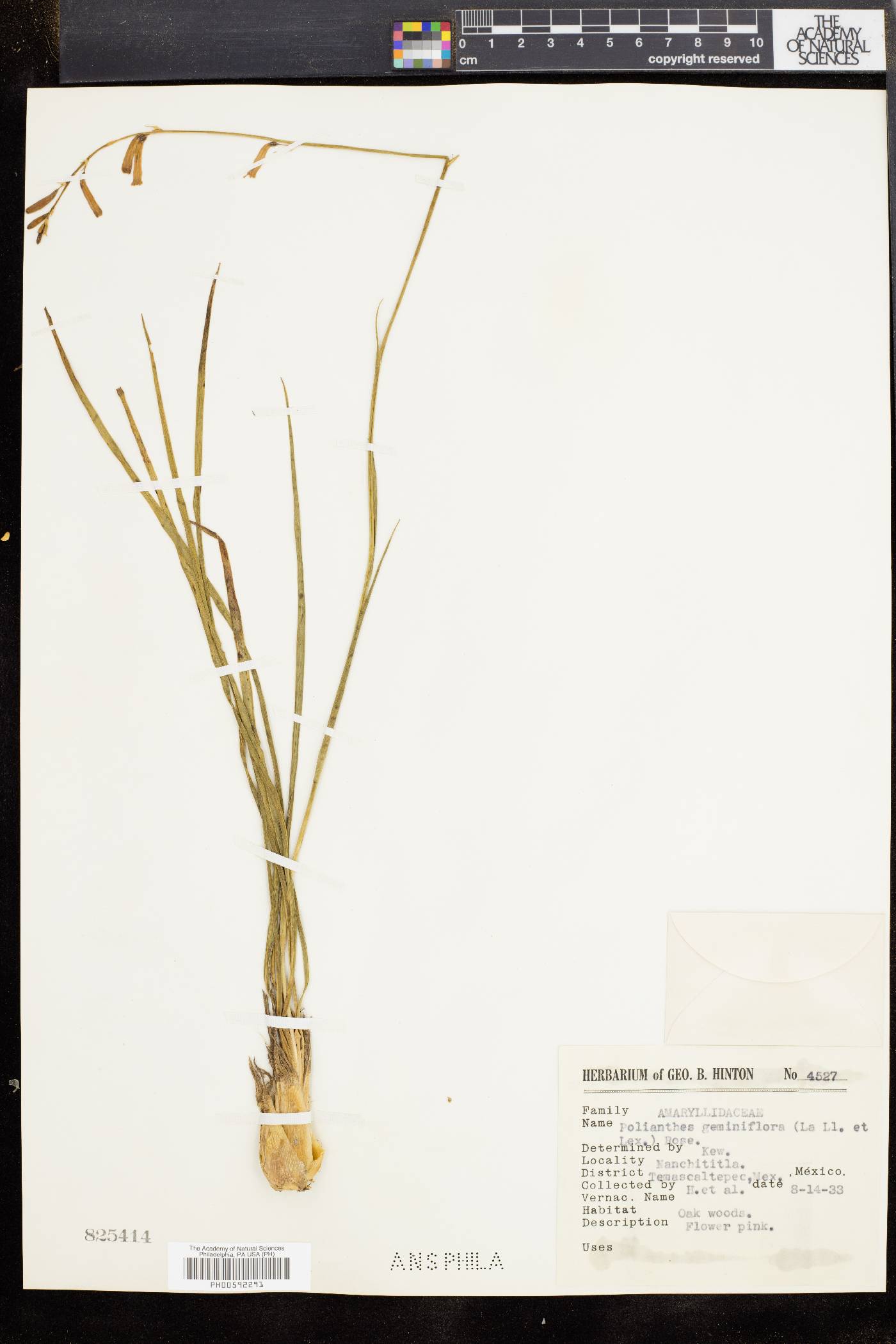 Polianthes geminiflora image