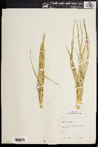 Yucca glauca image