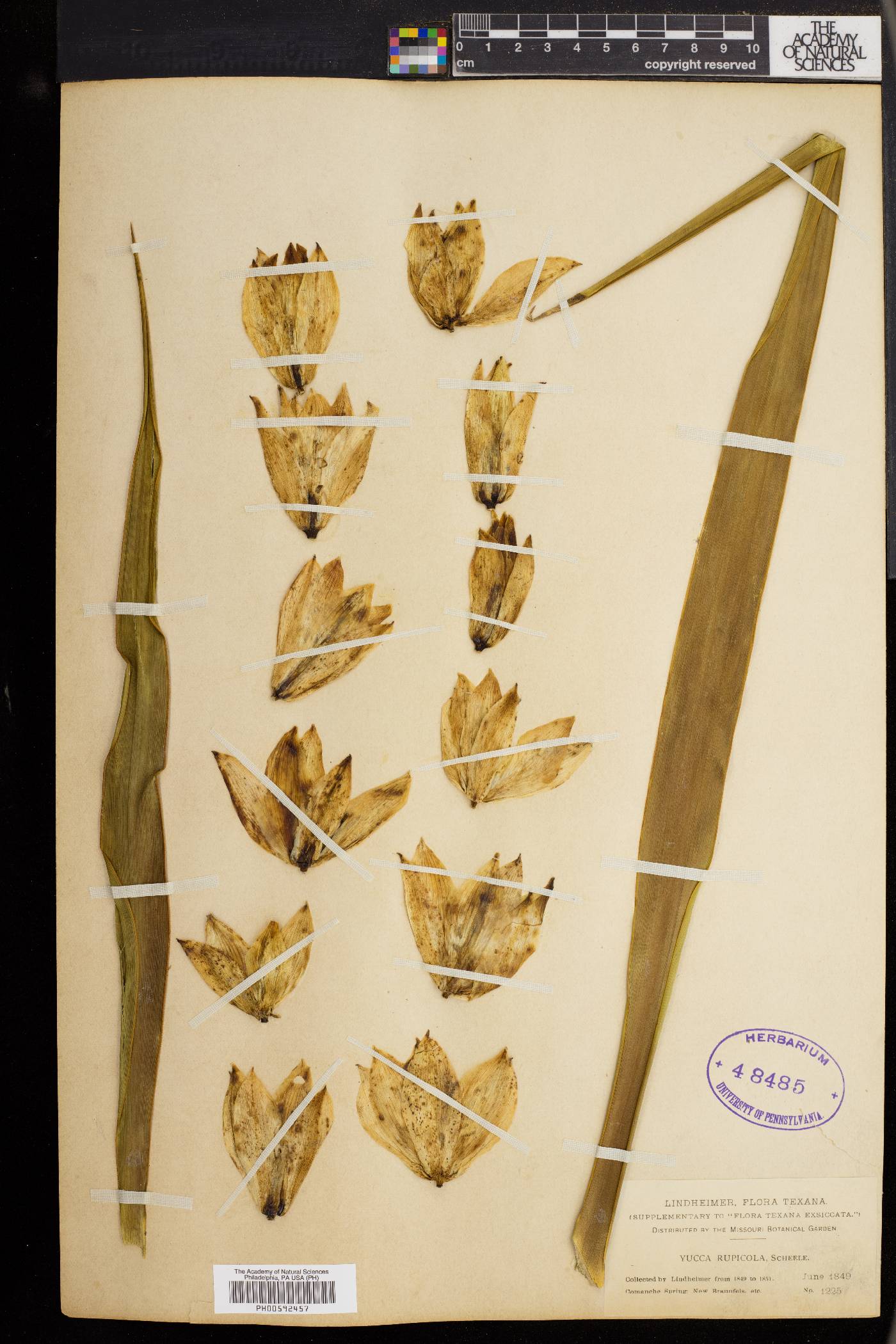 Yucca rupicola image