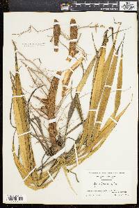 Yucca filamentosa image