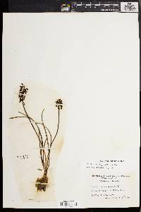 Muscari neglectum image