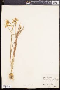 Ornithogalum umbellatum image