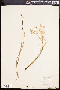 Ornithogalum umbellatum image