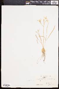 Ornithogalum umbellatum image