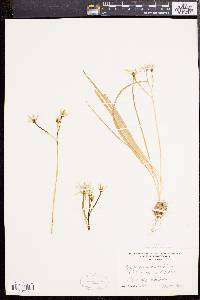 Ornithogalum umbellatum image