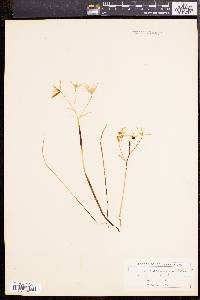 Ornithogalum umbellatum image