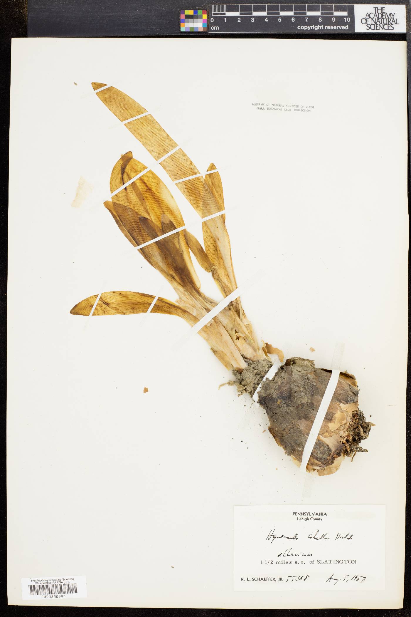 Ismene narcissiflora image