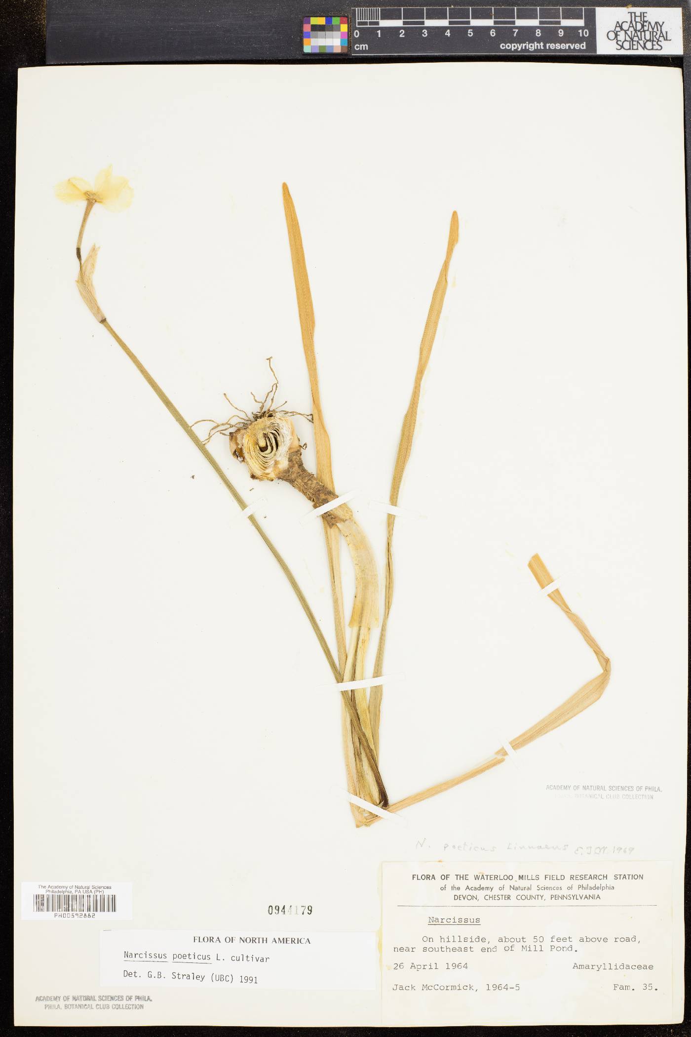 Narcissus poeticus image