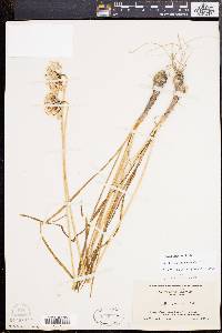 Allium cernuum image